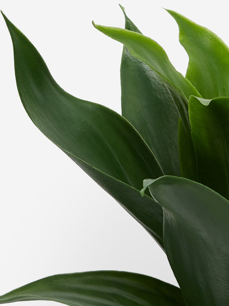 Westside Home Green Artificial Sansevieria Plant