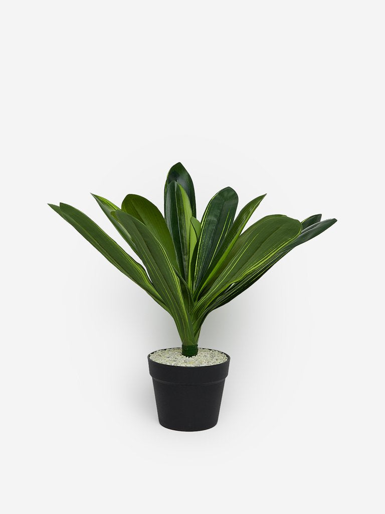 Westside Home Green Artificial Dracaena Lemon Lime Plant