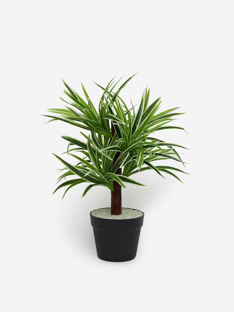 Westside Home Green And White Artificial Dragon Potted Plant